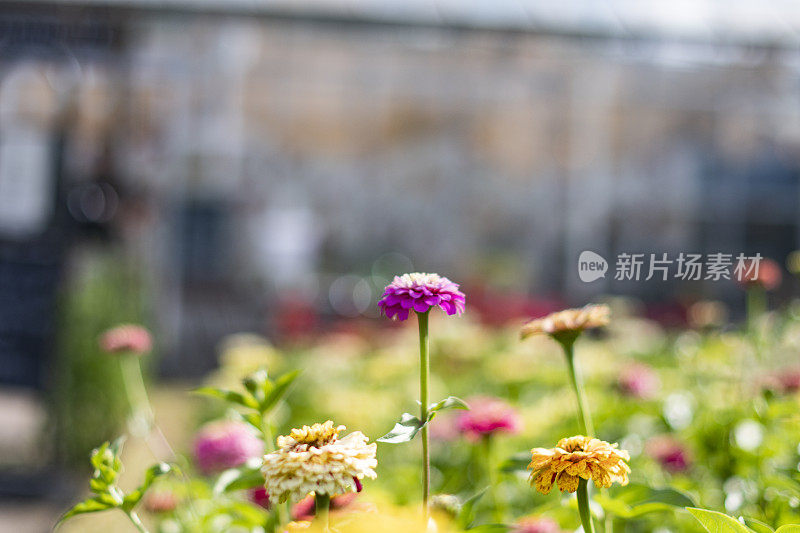 美丽的蜀葵站在城市的城市花园，近距离看