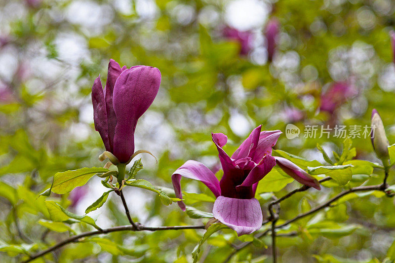 花木兰(木兰百合)