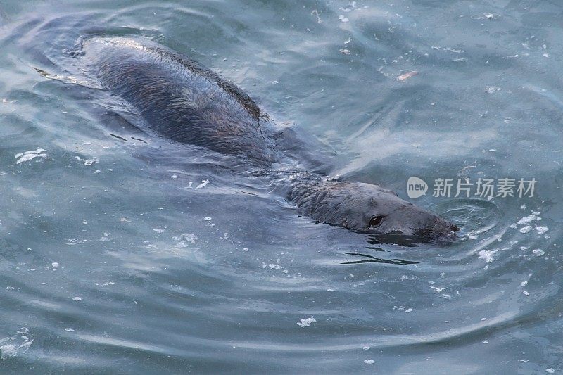 港海豹游泳