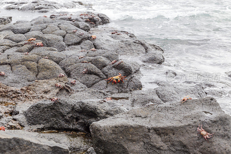 加拉帕戈斯红岩蟹。