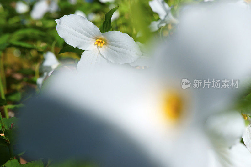 白色Trillium特写