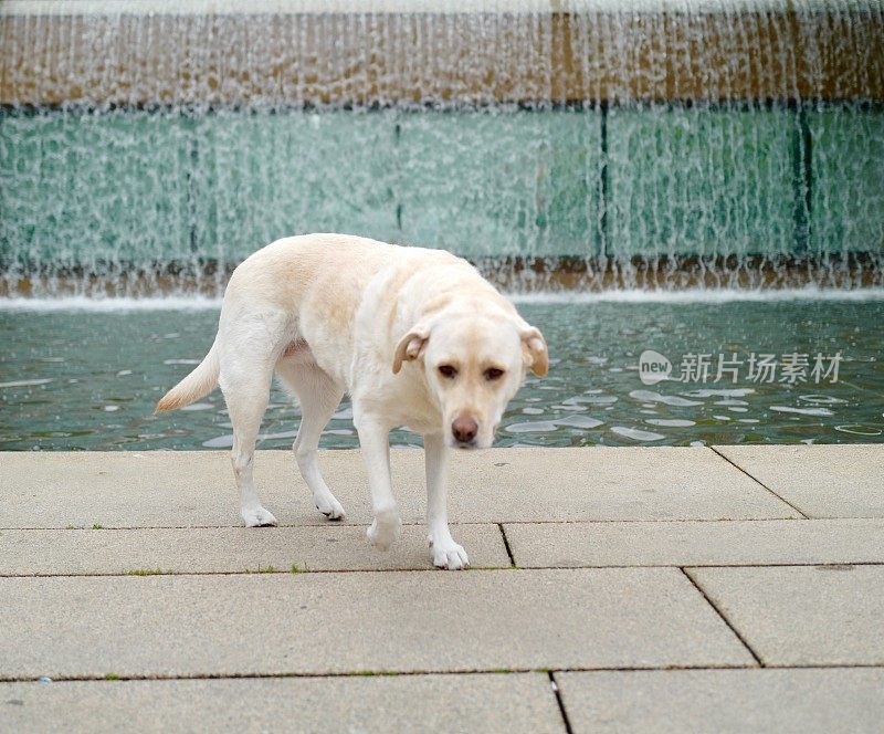 拉布拉多寻回犬