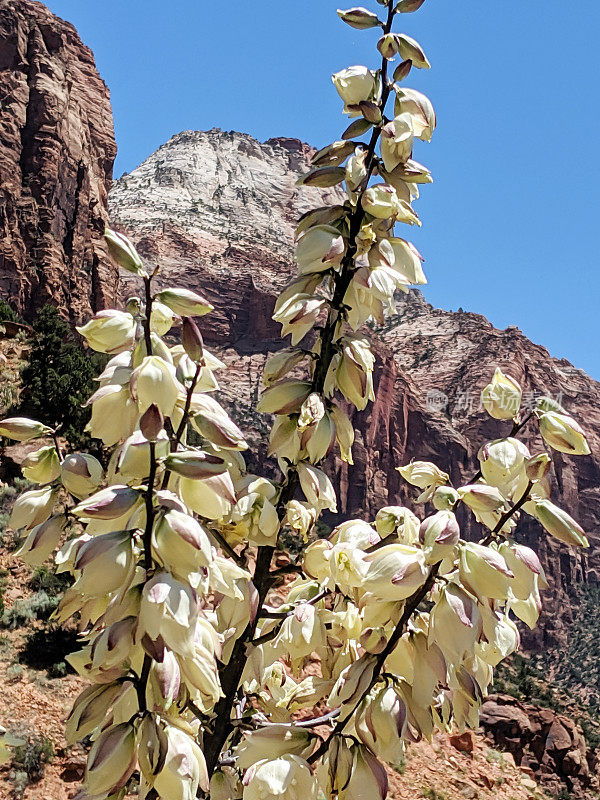 在峡谷交界处附近开花的丝兰植物的特写，山峰包括在犹他州锡安国家公园的东神殿