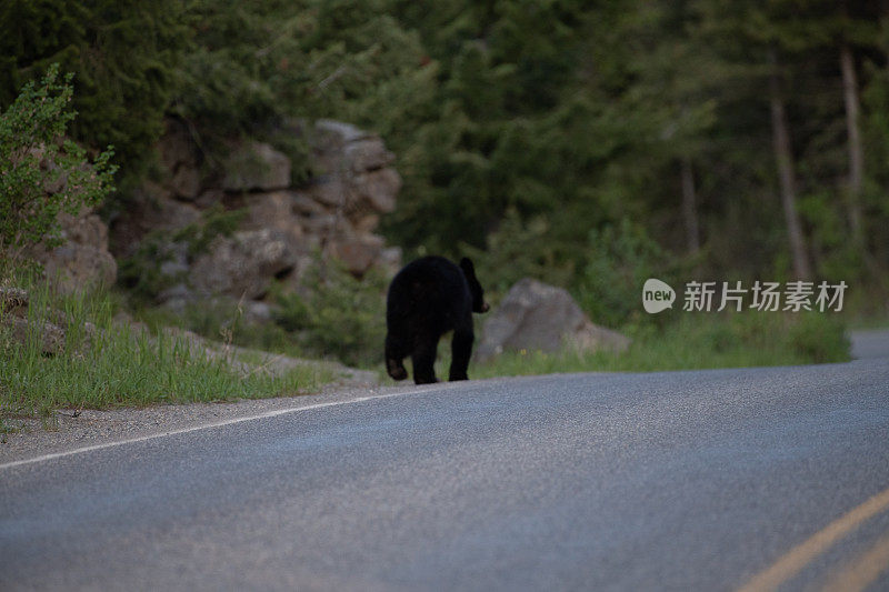 公路上的黑熊妈妈和熊宝宝