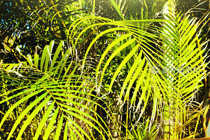 阳光照在茂盛的棕榈树叶子上