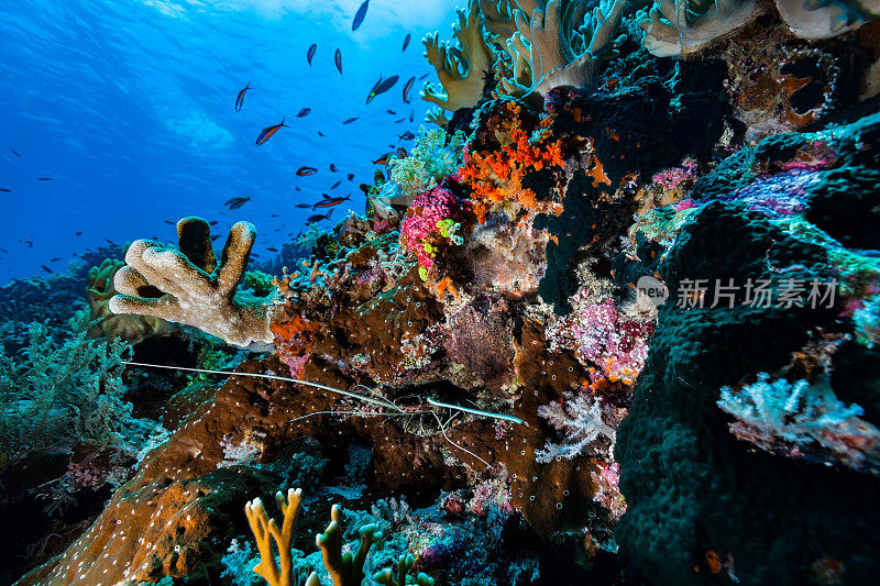 蓝色多刺龙虾在多彩的海景，印度尼西亚