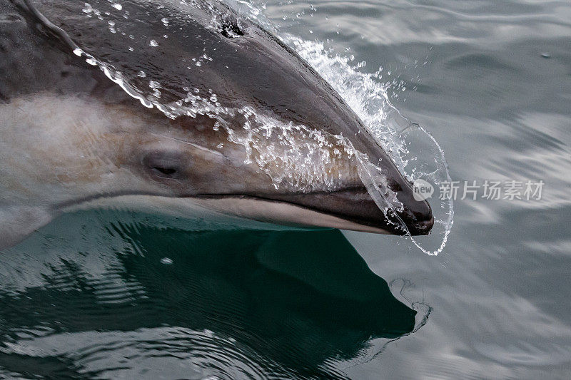 太平洋白边海豚，斜吻海豚