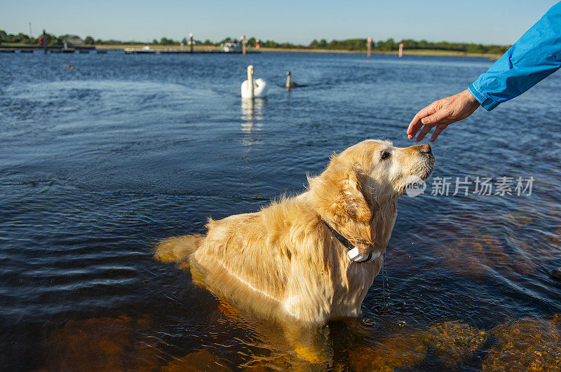 湖边的金毛猎犬