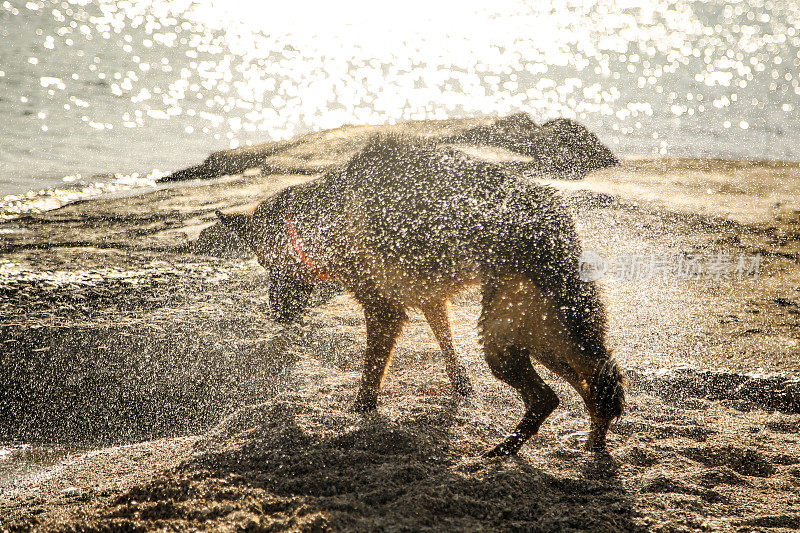 德国牧羊犬抖掉水