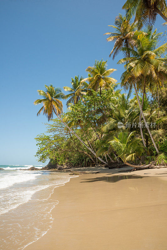 有椰子树的田园诗般的荒凉热带海滩