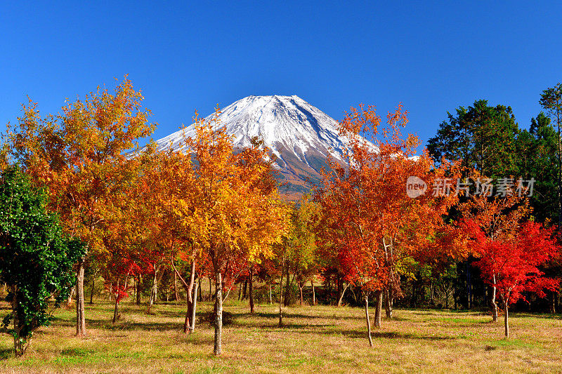 富士山和秋叶色，拍摄于富士五湖地区和富士宫市