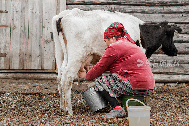 在俄罗斯西伯利亚的一个村庄里，一位戴着红色头巾的妇女正在给一头黑白相间的奶牛挤奶。
