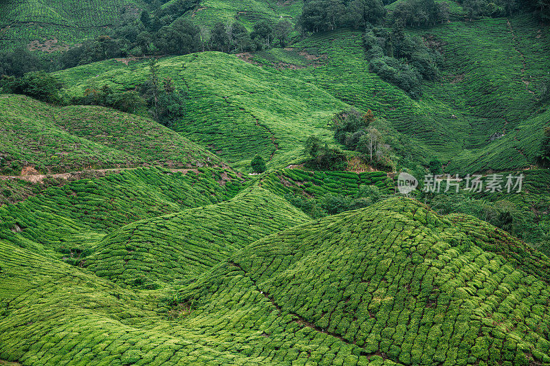 卡梅隆高地的茶园