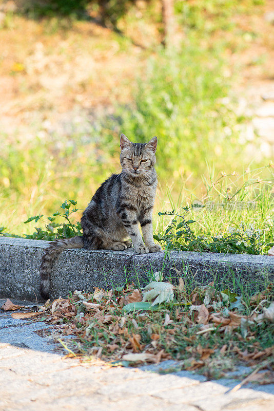 猫躺在外面