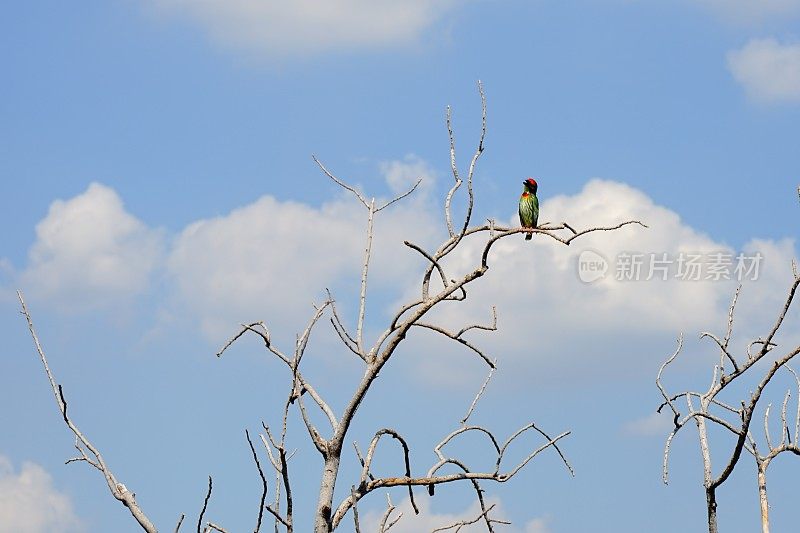 鸟在干树枝上