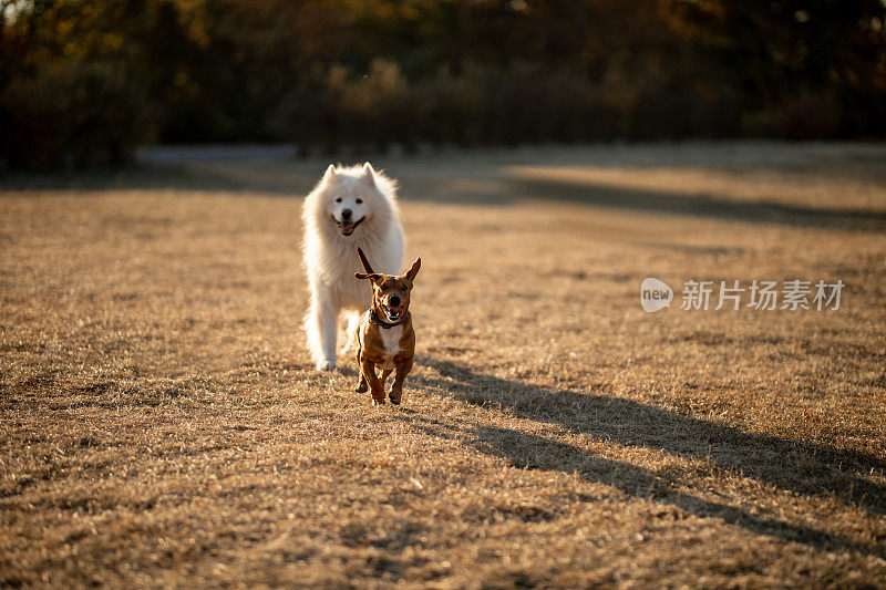 在阳光明媚的日子里，可爱的狗在公园里奔跑