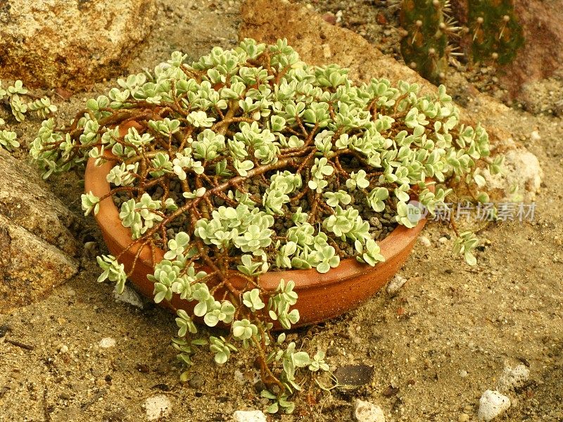 俄勒冈州Stonecrop盆栽肉质植物