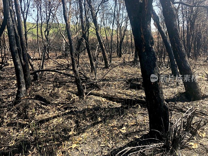 2019年山火后新南威尔士州沿海森林被烧毁