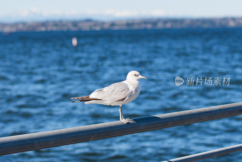 华盛顿湖上的海鸥