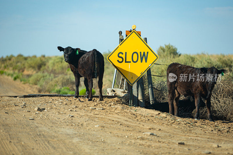 黑牛站在土路门口，牌子上写着“慢行”