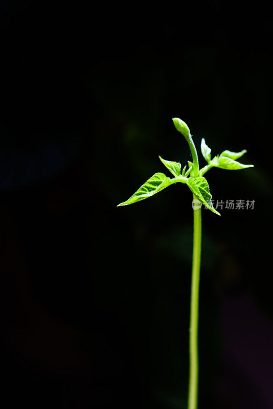 豆芽。花瓶内的绿叶植物