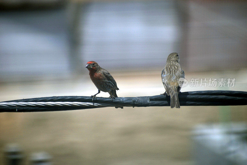两只鸟栖息在电线上