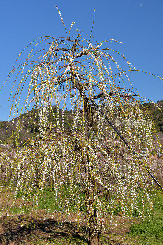 粉白垂梅花盛开在索加贝修梅花林中