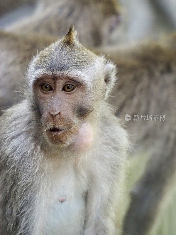 神圣猴林中的猕猴-乌布，巴厘岛