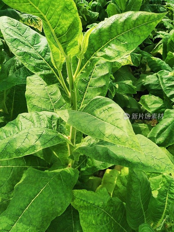 尼泊尔田间天然生长的年轻烟草植株绿叶。