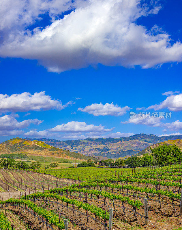 春天葡萄园在圣伊内兹谷圣巴巴拉，加州