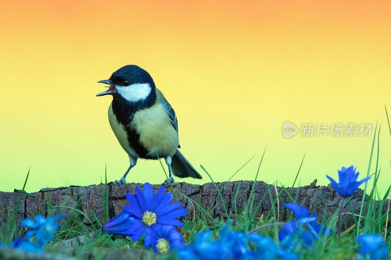 春季大山雀