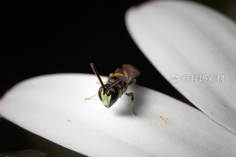 戴面具的蜜蜂(分舌蜂科;关于非洲雏菊的英文: