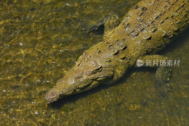 大部分淹没在清水中的美洲鳄鱼的前半部分