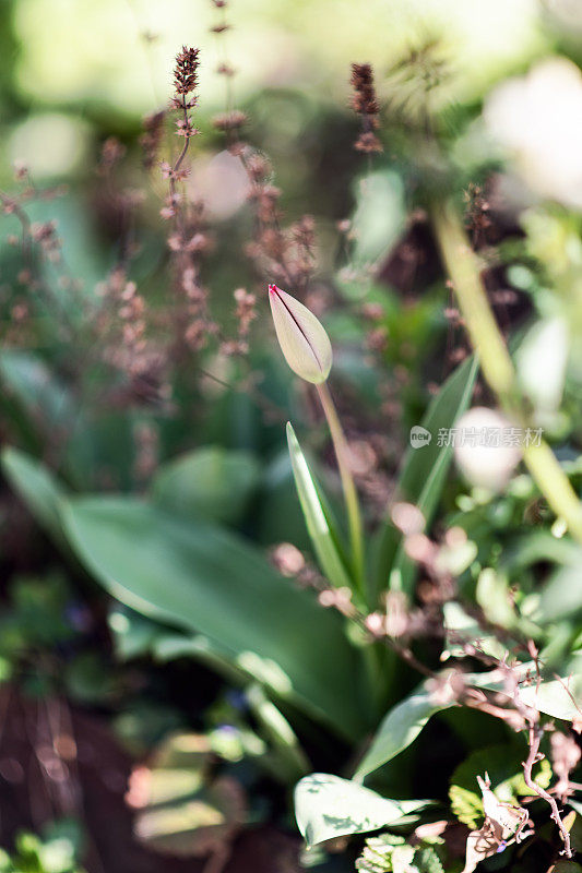 植物与花:郁金香花蕾――郁金香