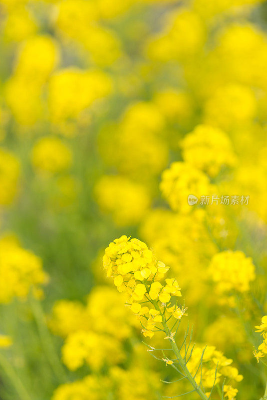 油菜花