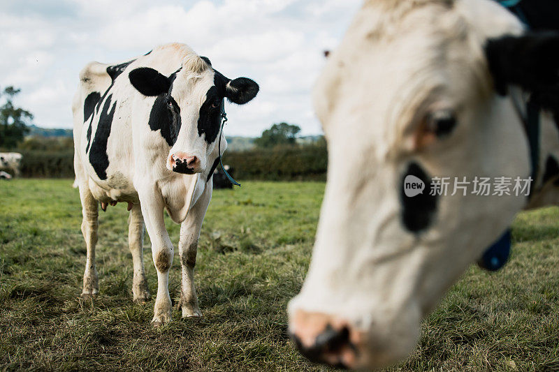 两头奶牛站在地里看着摄像机