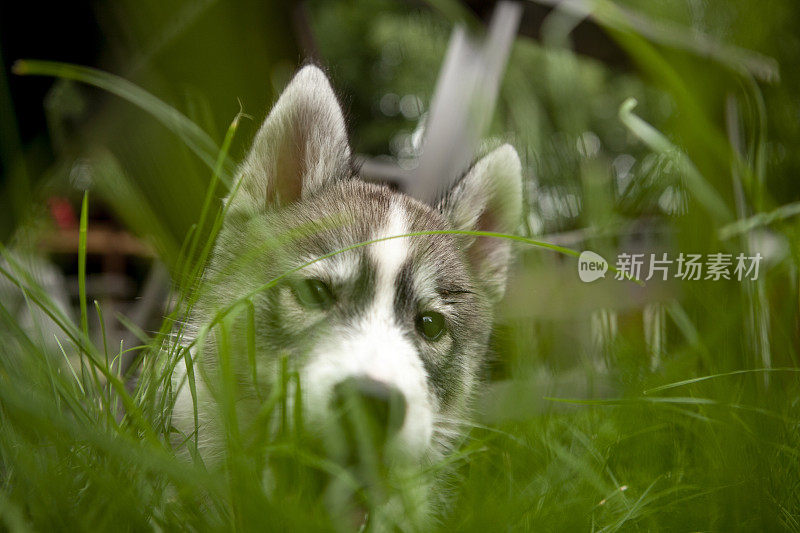 可爱的哈士奇小狗