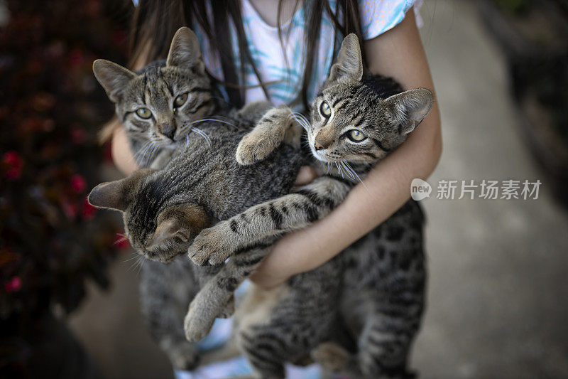 三只灰色的猫在女孩的怀里