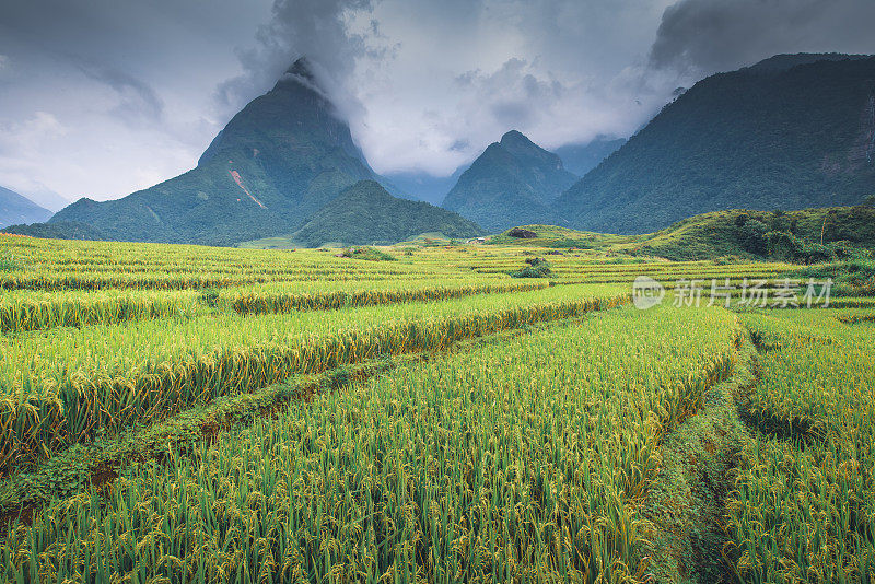 越南老街萨帕梯田上的绿色日出。越南西北部的稻田准备收割，蓝天，自然条件，风景，绿色背景山