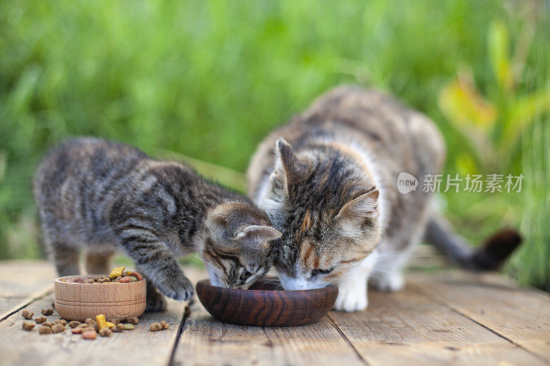 猫妈妈和小猫在春天的花园里吃着木猫碗里的食物