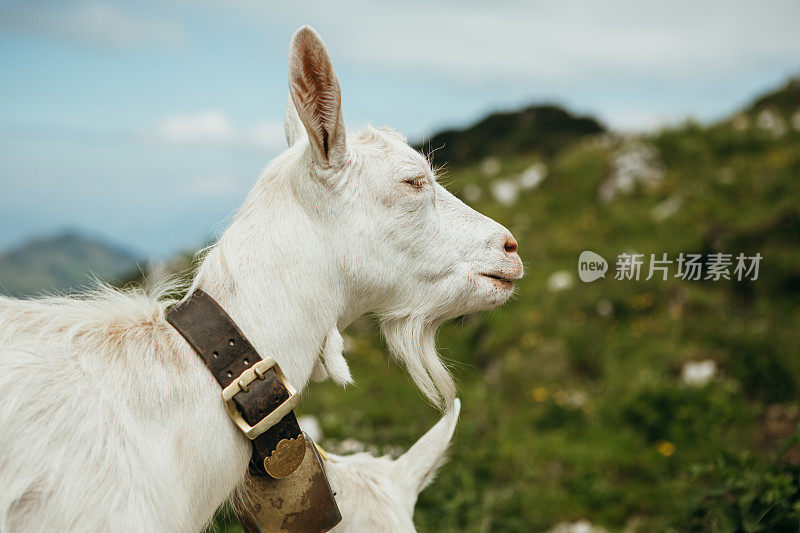 山路上的山羊肖像