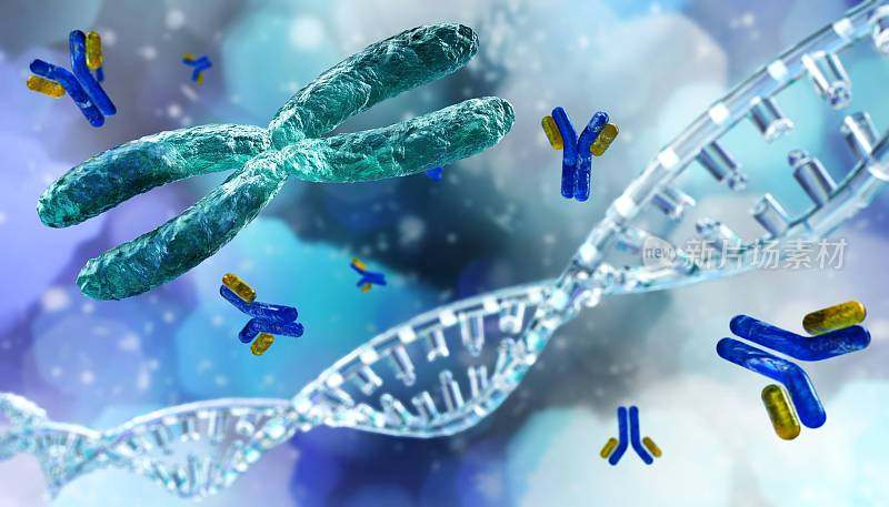 染色体和DNA