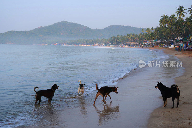 图片中，四群印度野狗在海边奔跑溅起水花，杂种狗在海浪中嬉戏嬉戏，帕洛伦海滩，印度果阿