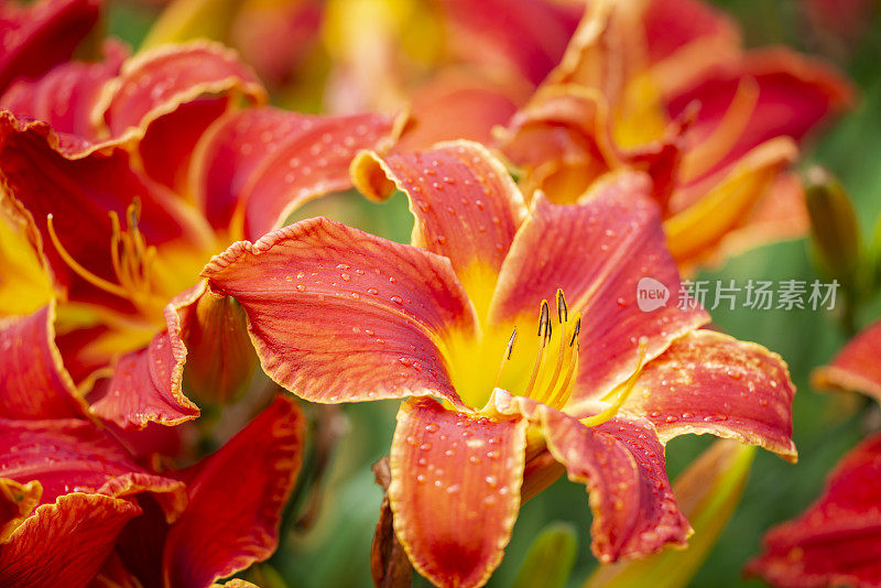 黄花菜花圃