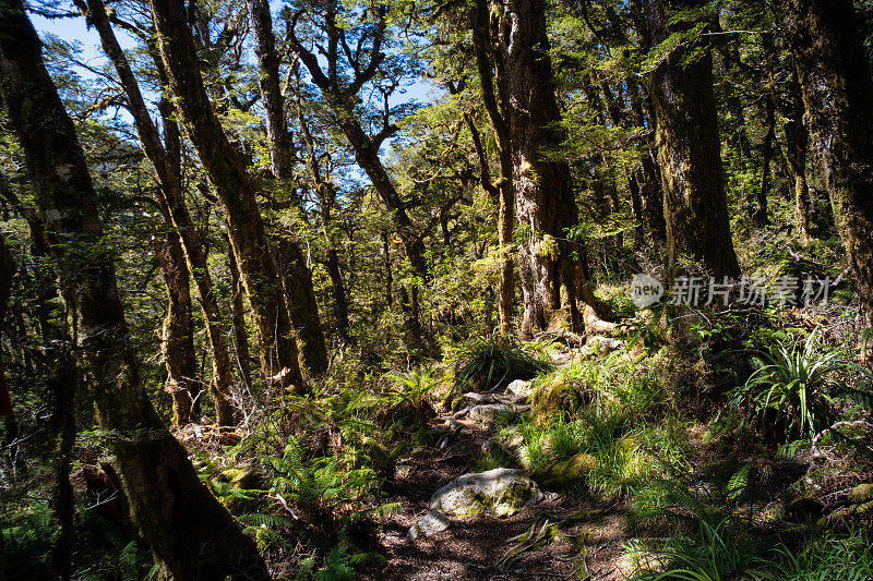 峡湾国家公园雨林小径