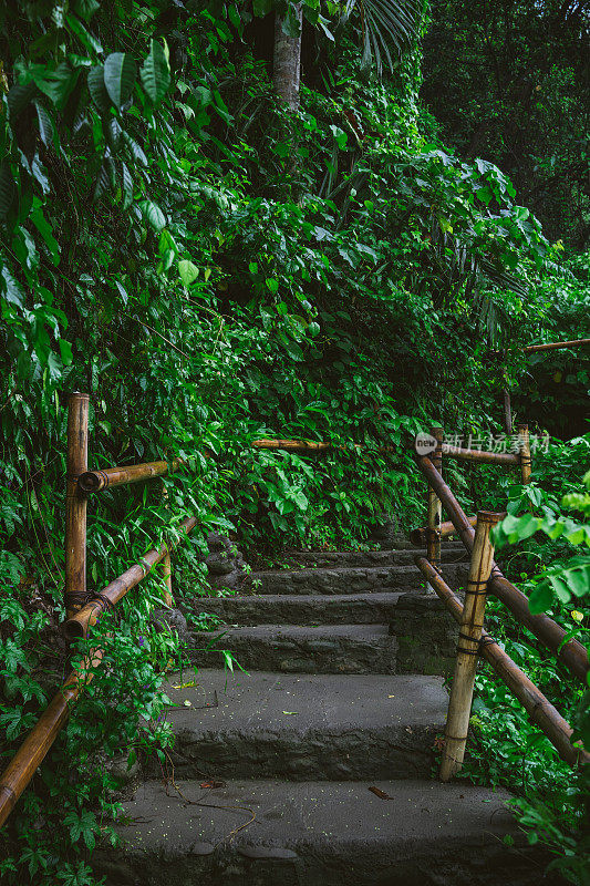 石阶，周围是茂盛的热带植物