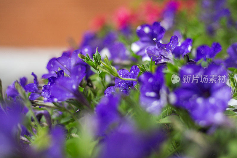 阳台上的紫风铃花