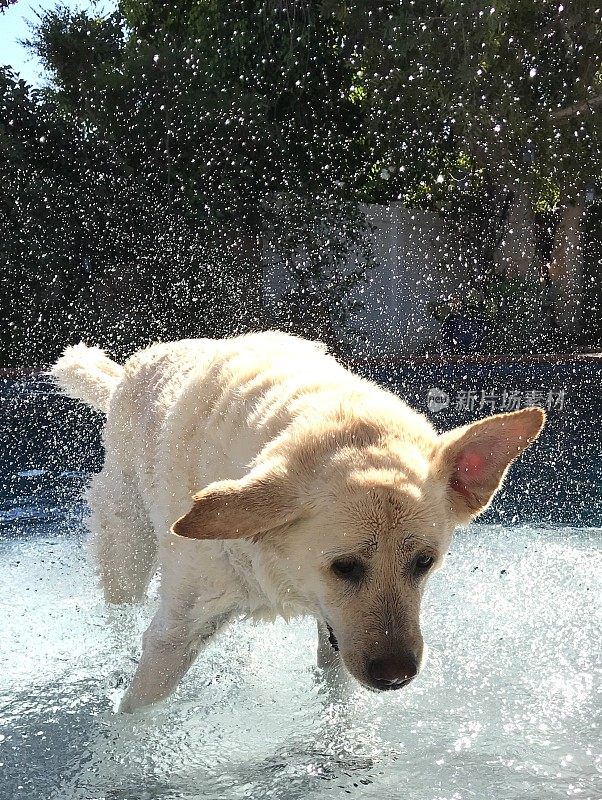 拉布拉多寻回犬