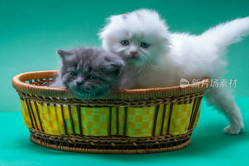 篮子里的新生白栗鼠和苏格兰折叠小猫