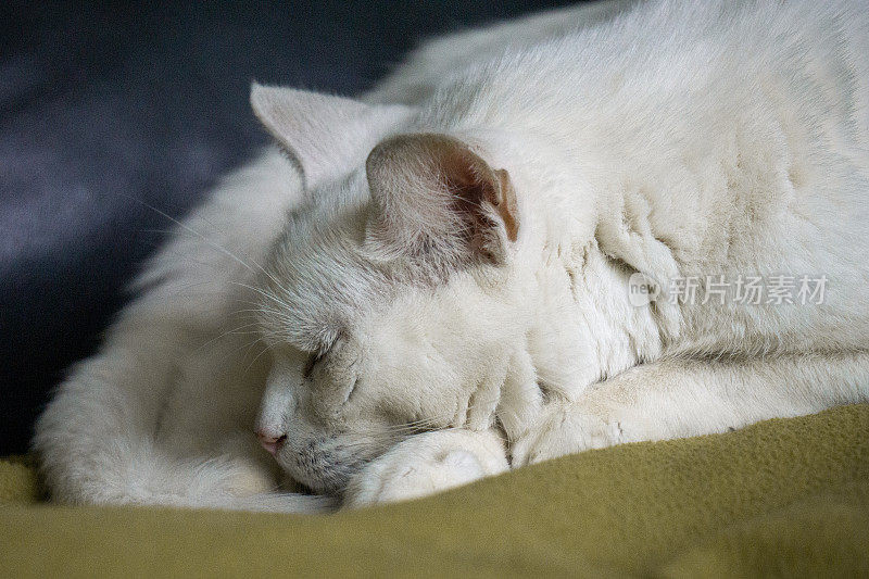 特写镜头:一只7岁的土耳其安哥拉猫睡在她最喜欢的羊毛毯子上。